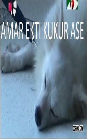 Amar Ekti Kukur Ache [2014] (360p) HD